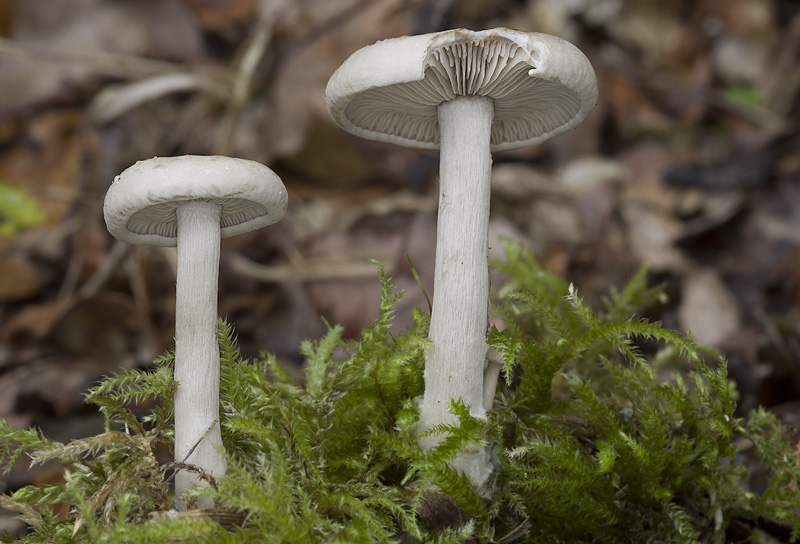 Clitocybe inornata